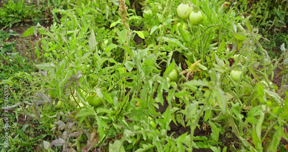 Green tomatoes ripen on a bush in a home garden. Green tomatoes ripen on a bush in a home garden.