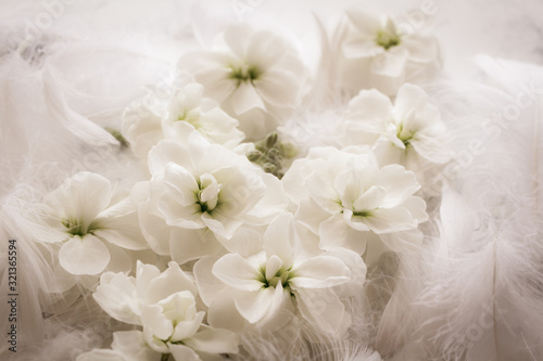 白い花と柔らかな羽 結婚式のイメージ