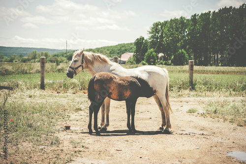 Two horses free in the field,Mare breastfeeding her breeding