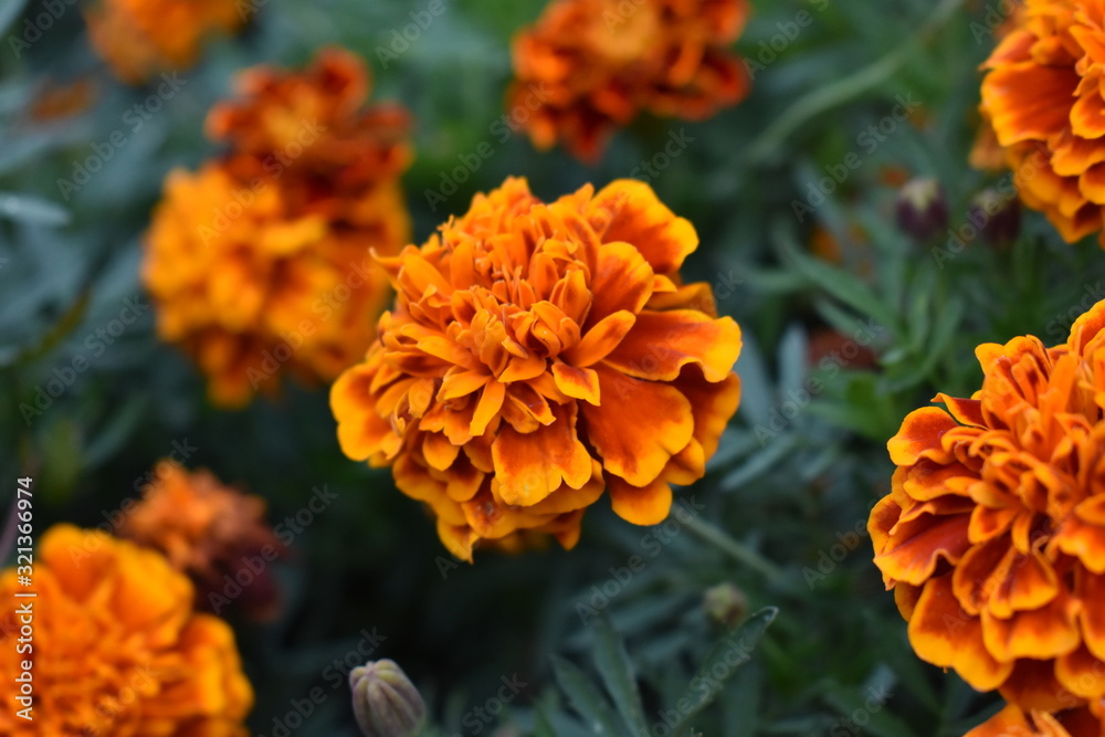 Marigold Marigold