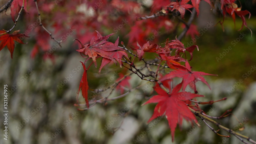 紅葉