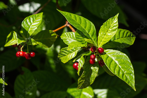 Berries on wild coffee plant
