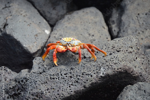 Galapagos, Orange Crab