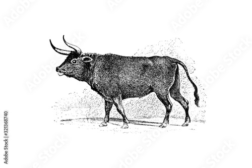 Obraz na płótnie Bos Taurus Primigenius - Vintage Engraved Illustration 1889