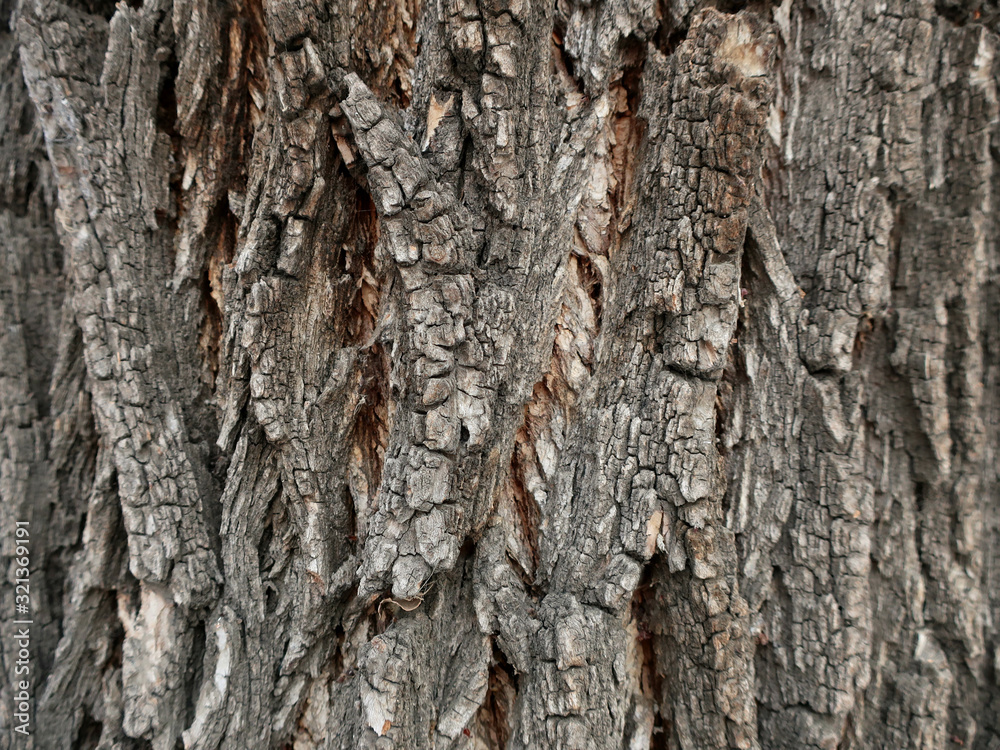 Tree bark closeup background. Poplar bark texture background. Natural texture. Tree bark closeup background. Poplar bark texture background. Natural texture.