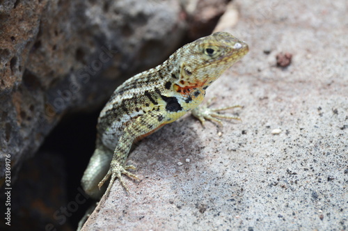 Galapagos  Reptilia