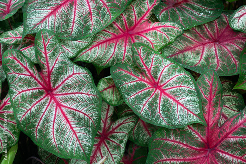  Close up of pink and green caladium leaves