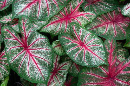  Close up of pink and green caladium leaves photo