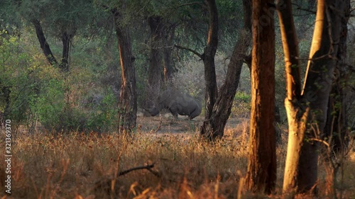 Wide shot of White rhino or rhinoceros lying down in the African wild photo