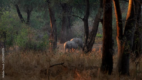 Static, wide shot of two white rhino or rhinoceros walking away into bush photo