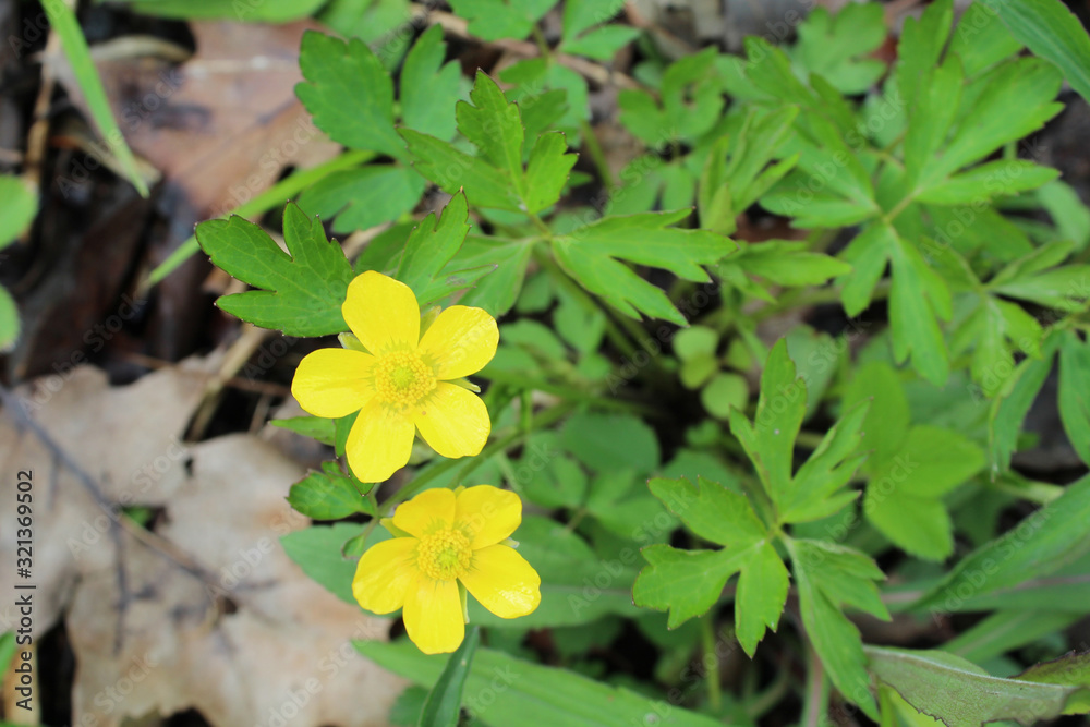 Two swamp buttercup blooms at Somme Woods in Northbrook, Illinois Two swamp buttercup blooms at Somme Woods in Northbrook, Illinois