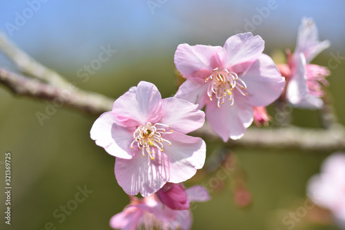 Fototapeta Naklejka Na Ścianę i Meble -  さくら、にほんの桜