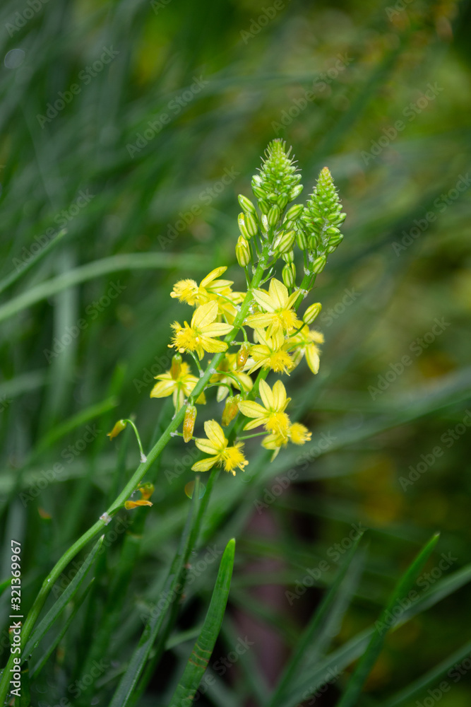 Isolated branch of small yellow flowers on blurred green leaves background Isolated branch of small yellow flowers on blurred green leaves background