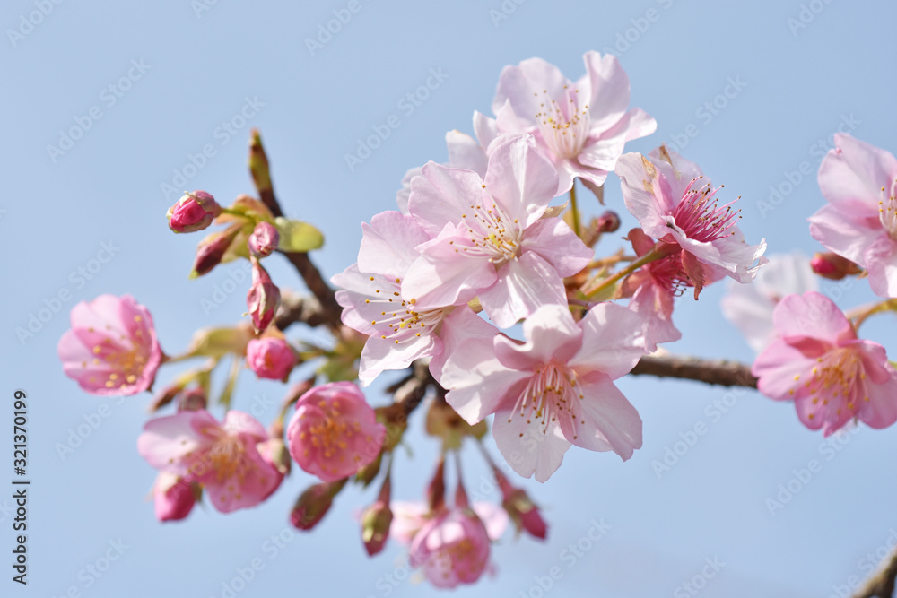 さくら、にほんの桜