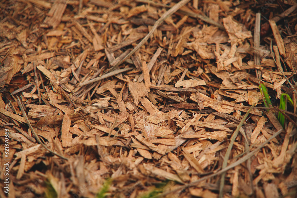 autumn leaves on the ground