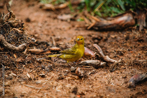 Bird Sicalis flaveola © Ana