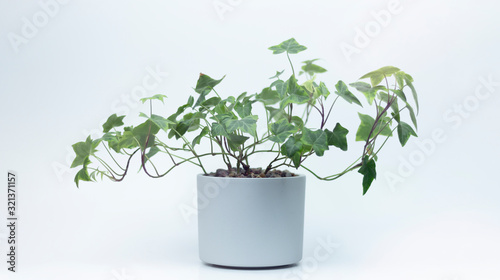 Modern Potted English Ivy Plant