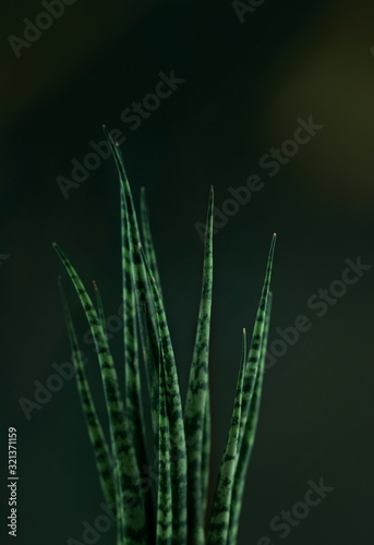 Modern Abstract Plant Green