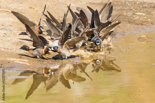 Sociable Cliff Swallows Collect Mud for Nests