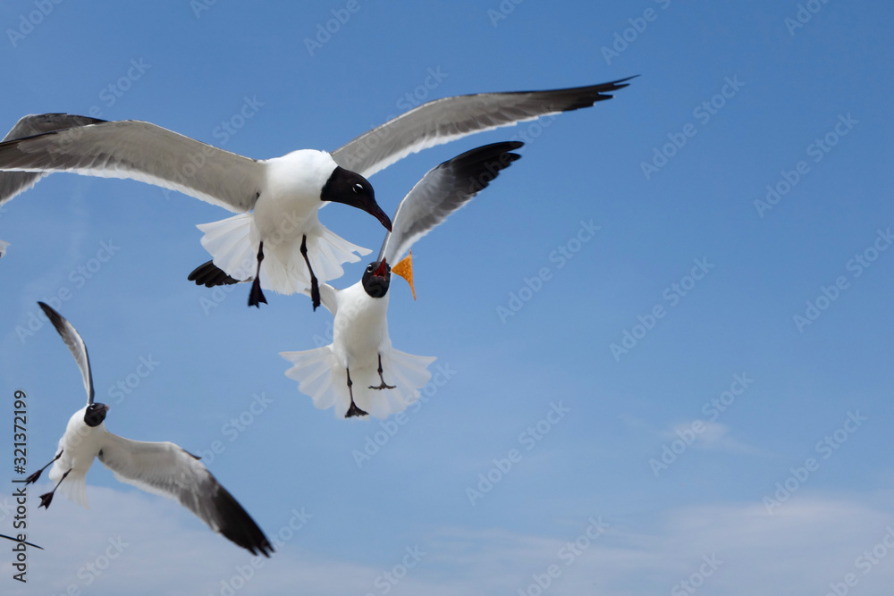 Seagulls catching food Seagulls catching food