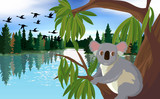 koala on the eucalyptus at the river