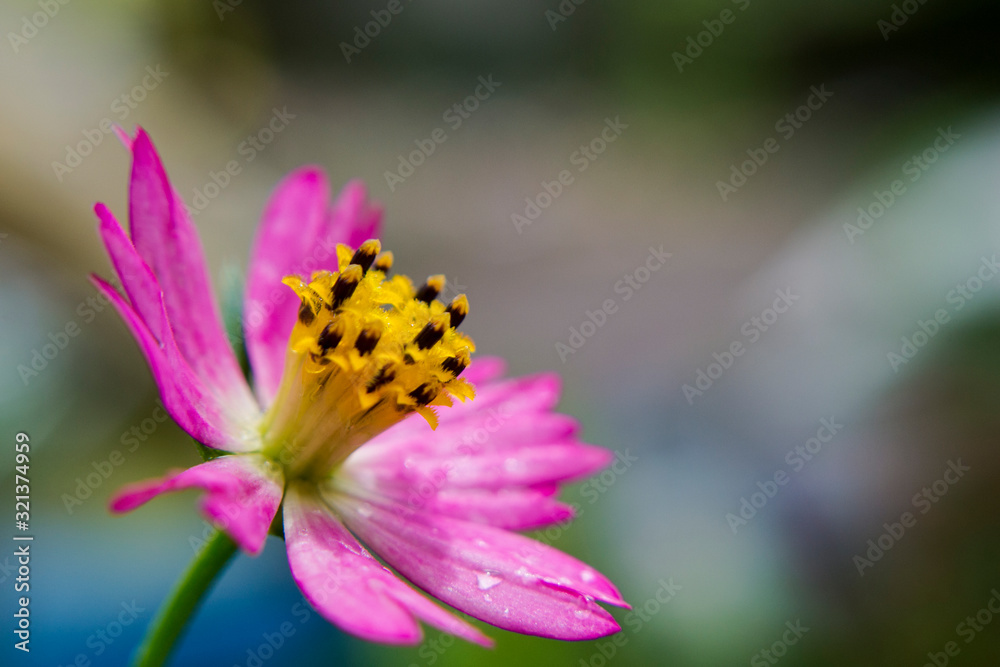 Aster flower or bidens subalternans Aster flower or bidens subalternans