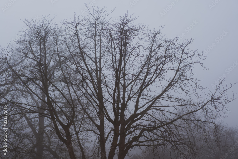 silhouette of a tree in fog silhouette of a tree in fog