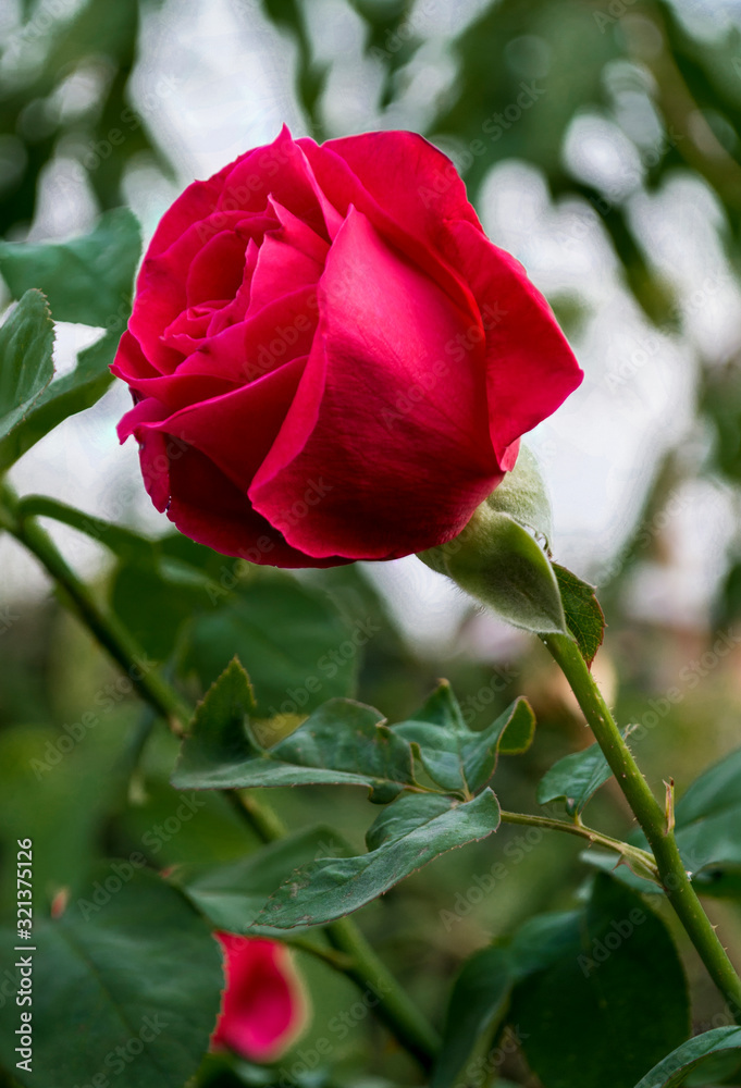 The red rose symbolizes love.