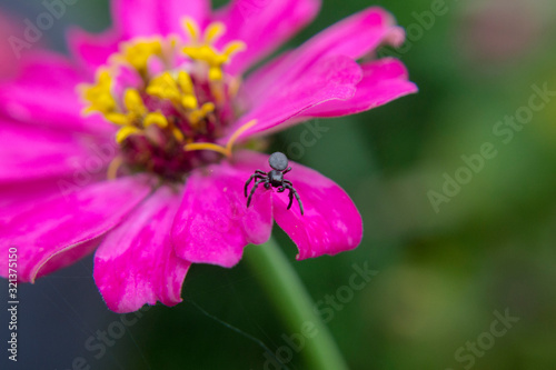 little spider in pink zinnia flowers