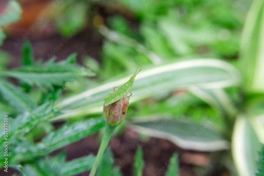 Nature, green grasshopper with blurry background Nature, green grasshopper with blurry background