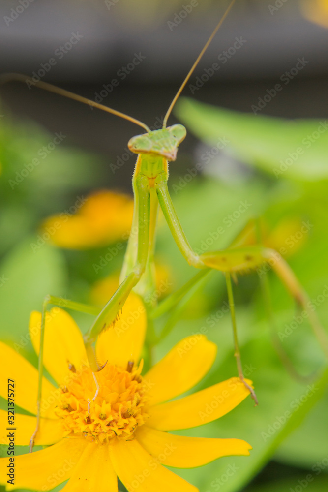 Green Mantises are an order Mantodea perched on a flower Green Mantises are an order Mantodea perched on a flower
