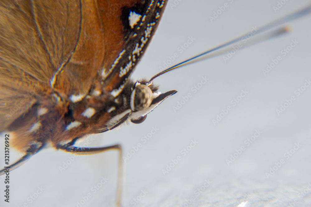 Obraz premium Eyes of Tailed Judy, Abisara Neophron butterfly 