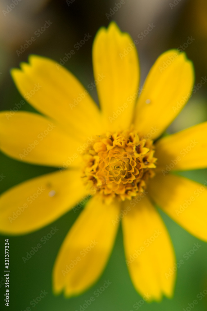 Melampodium yellow ornamental plants that are in bloom Melampodium yellow ornamental plants that are in bloom