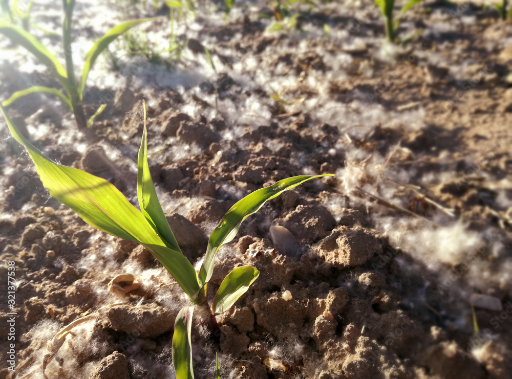 High level of pollen concentration, accumulation among the young corn. Spanish agricultural field in Spring. Season of possible complications in patients with allergy pathology. High level of pollen concentration, accumulation among the young corn. Spanish agricultural field in Spring. Season of possible complications in patients with allergy pathology.