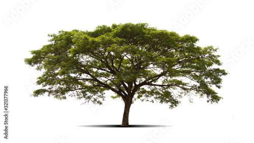 isolated tree  is located on a white background. Collection of isolated tree on white background