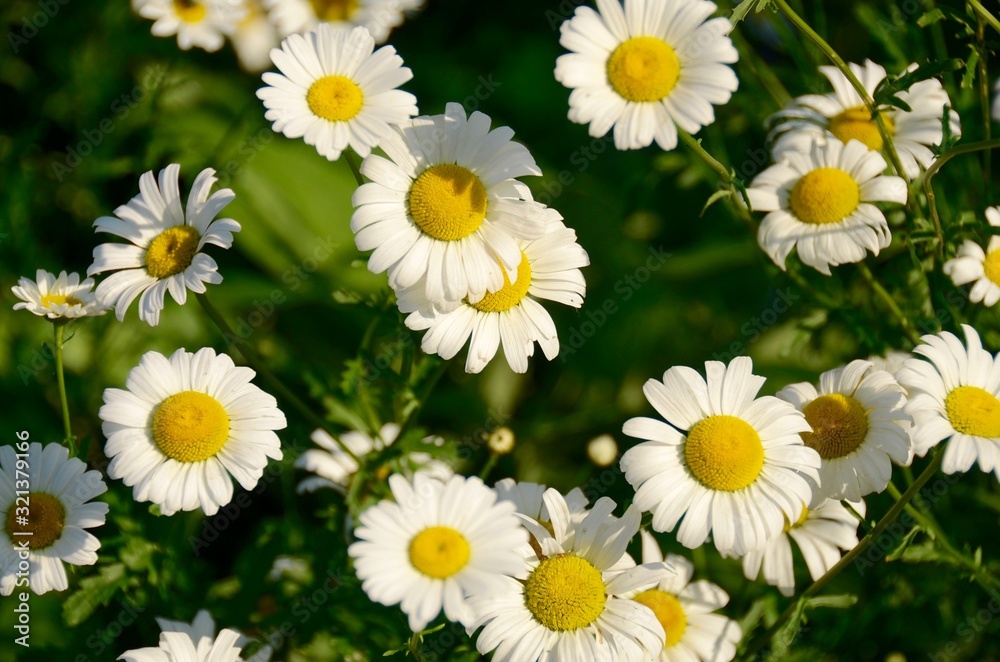 field of daisies field of daisies