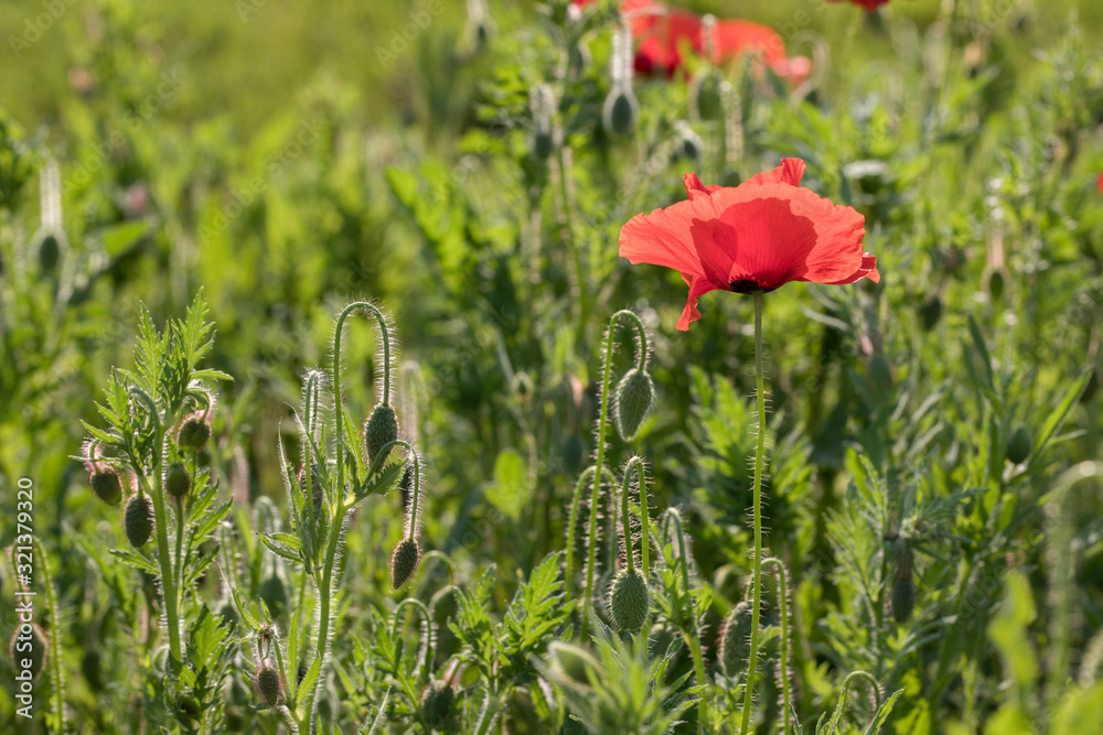 Obraz premium red poppy in a field