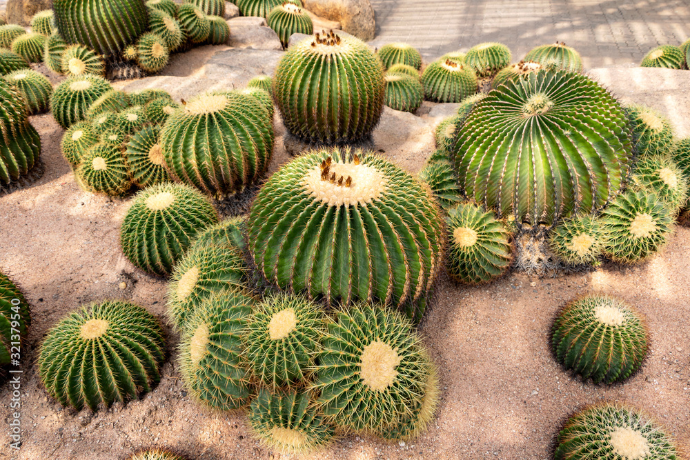The cactus plants are beautifully grown in the houseplant. The cactus plants are beautifully grown in the houseplant.
