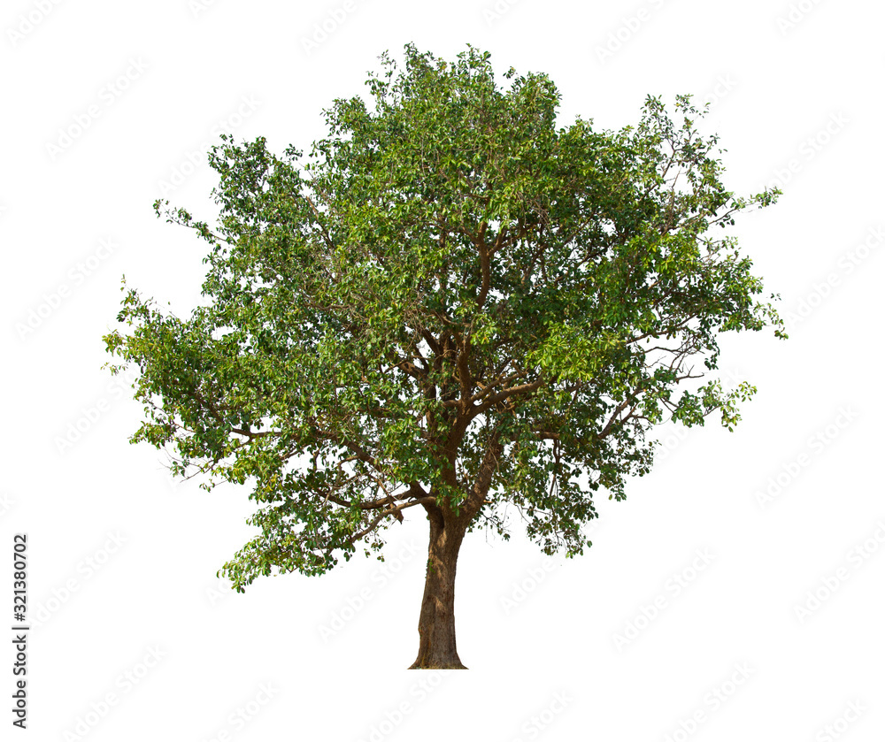 Obraz premium tree isolated on white background