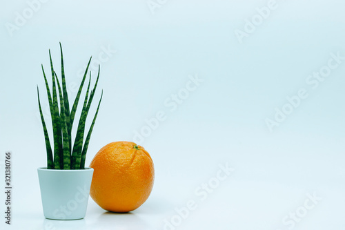 Small Modern Plant Next to an Orange