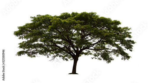 isolated tree  is located on a white background. Collection of isolated tree on white background