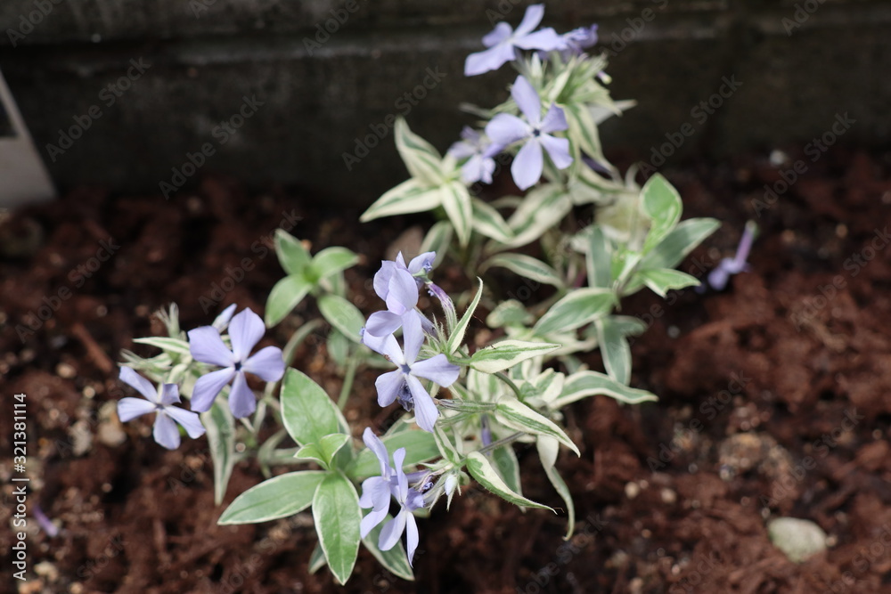 フロックス ディバリカータ モントローザトリカラー Stock Photo Adobe Stock フロックス ディバリカータ モントローザトリカラー Stock Photo Adobe Stock