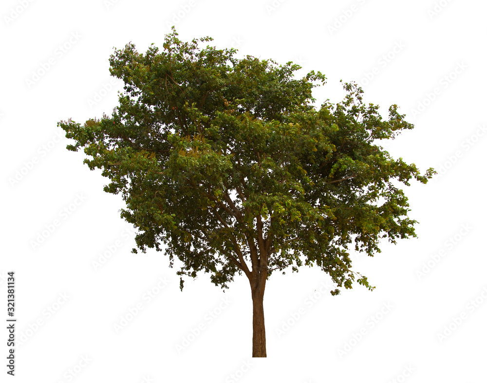 tree isolated on white background tree isolated on white background