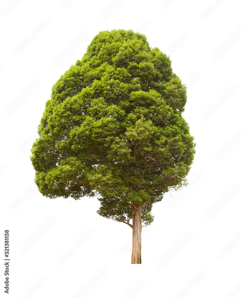 green tree isolated on white background green tree isolated on white background