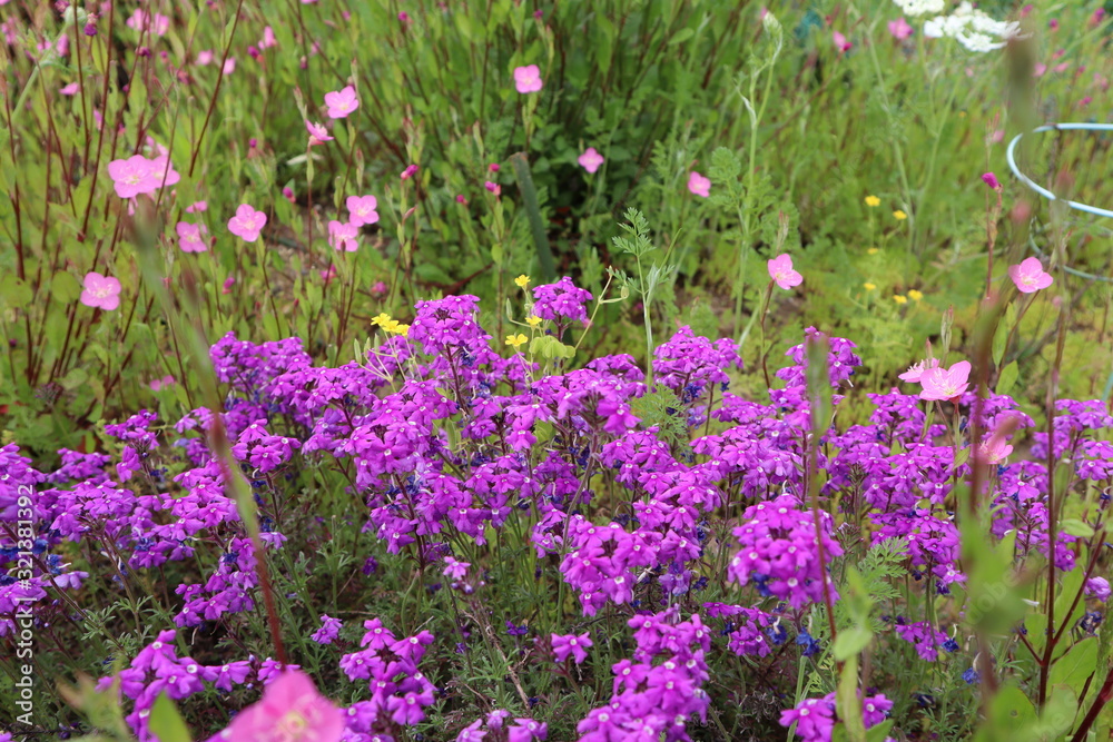 Naklejka premium 紫のシバザクラ