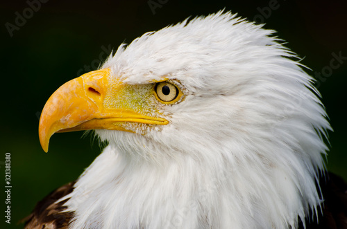 Perfect Profile of a Bald Eagle