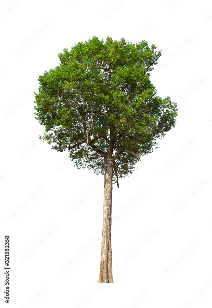 green tree isolated on white background green tree isolated on white background