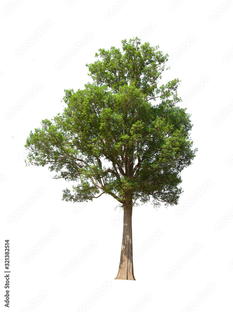Fototapeta premium green tree isolated on white background