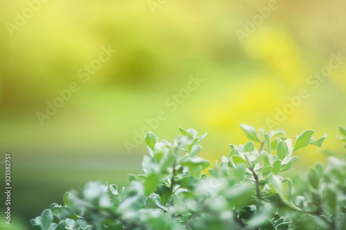 Natural green background, View of green leaf blurred background with bright sunlight. Close-up of tropical leaves in a refreshing environment background with copy space.