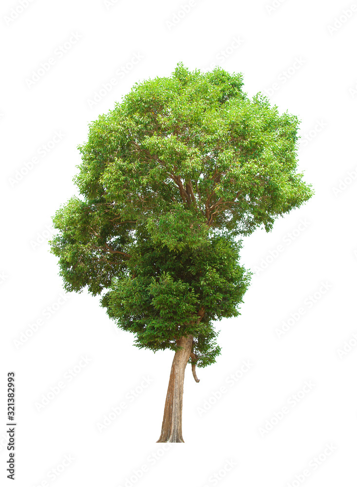 green tree isolated on white background green tree isolated on white background